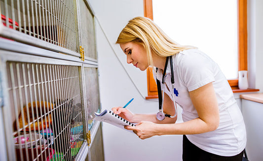 Become a Veterinary Assistant (Self-Guided)