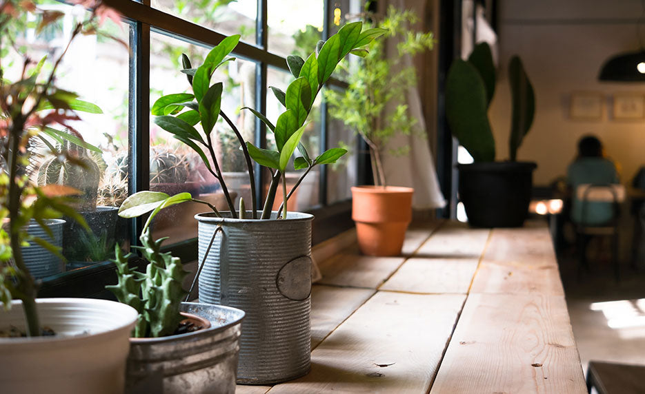 Growing Plants for Fun and Profit (Self-Guided)