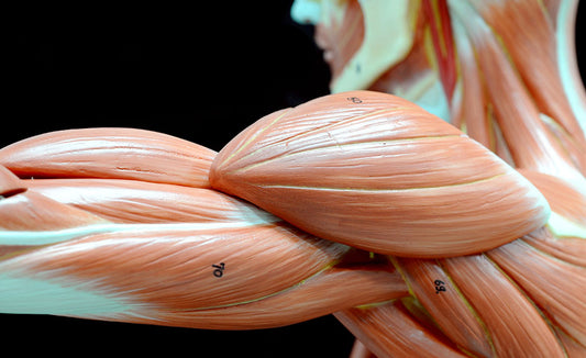 Human Anatomy and Physiology II (Self-Guided) | Internet Wealth University