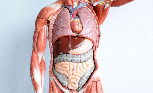 Human Anatomy and Physiology (Self-Guided)