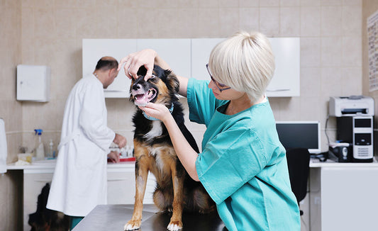 Become a Veterinary Assistant III: Practical Skills (AR)