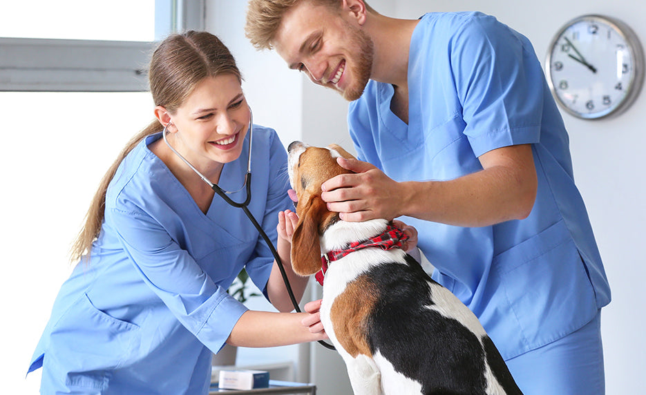 Veterinary Assistant